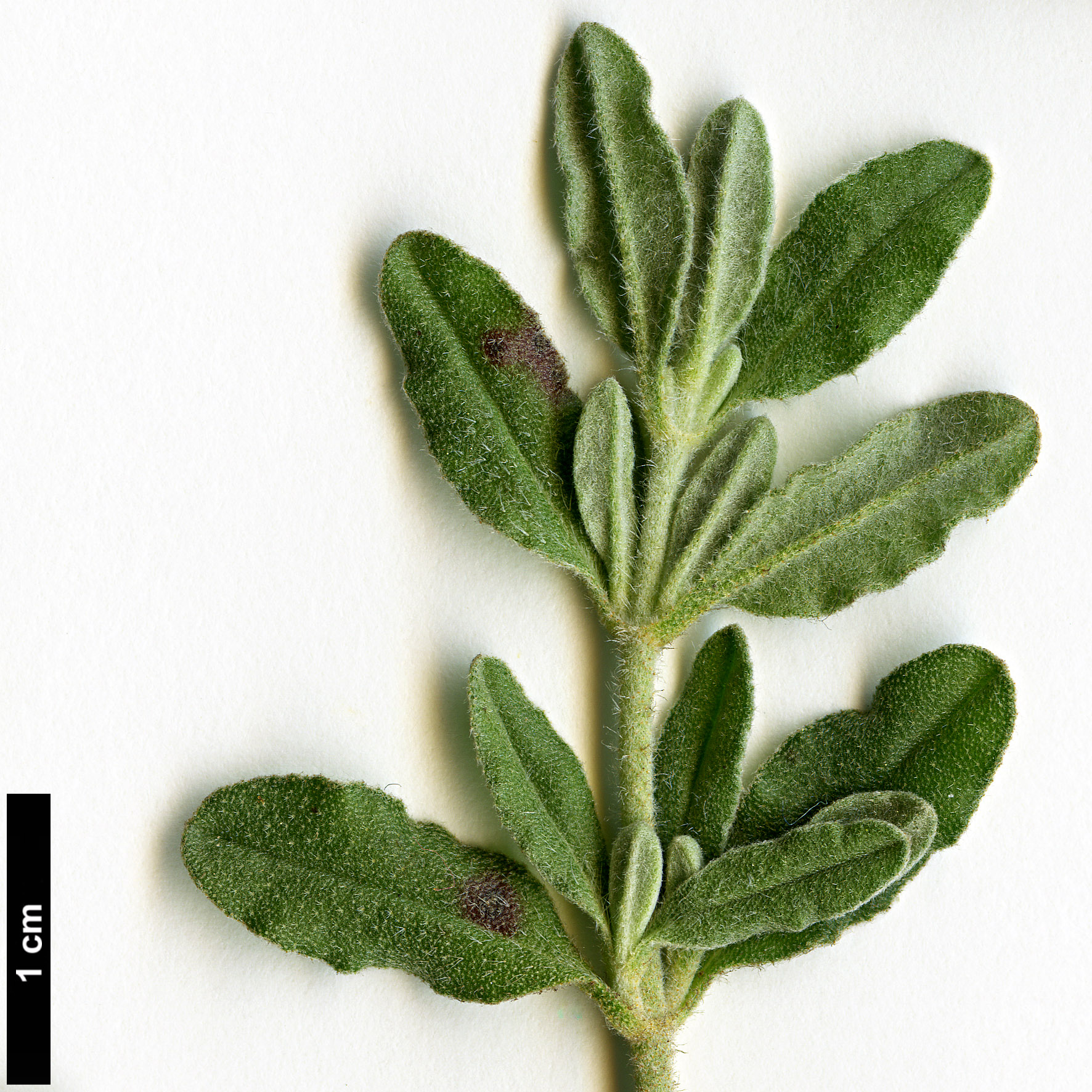 High resolution image: Family: Cistaceae - Genus: Halimium - Taxon: lasianthum - SpeciesSub: subsp. formosum